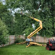 Best Lawn Disease Treatment  in Morgantown, KY