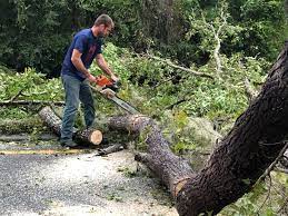  Morgantown, KY Tree Services Pros