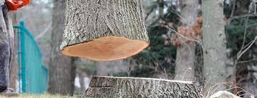 Best Tree Removal  in Morgantown, KY