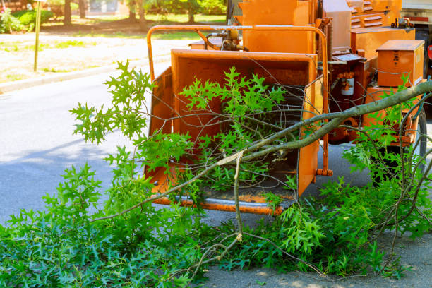 Best Stump Grinding and Removal  in Morgantown, KY
