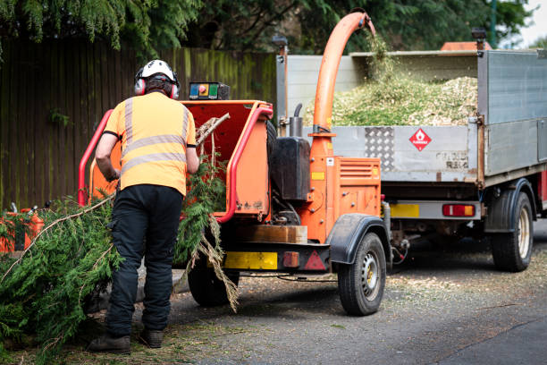 Best Tree Cabling and Bracing  in Morgantown, KY