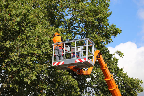 Best Tree Cabling and Bracing  in Morgantown, KY