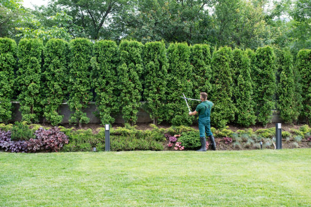 Best Tree Trimming and Pruning  in Morgantown, KY