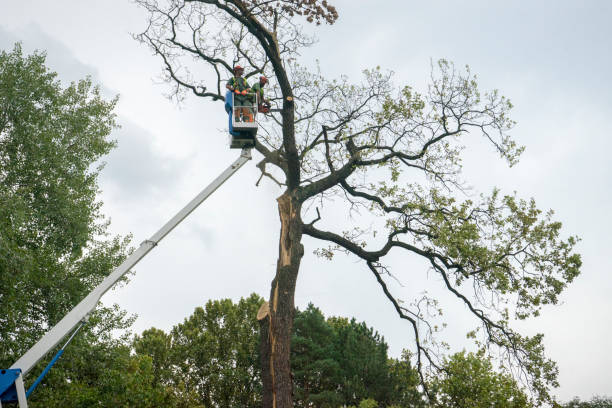 Best Tree Risk Assessment  in Morgantown, KY