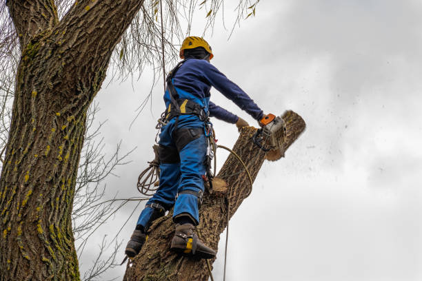 Best Tree Fertilization  in Morgantown, KY
