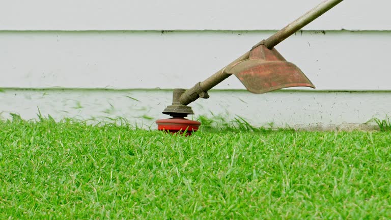 Best Tree Removal  in Morgantown, KY