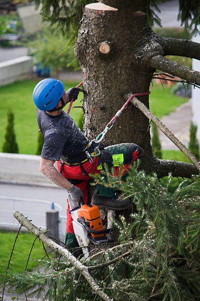 Best Tree Maintenance Programs  in Morgantown, KY