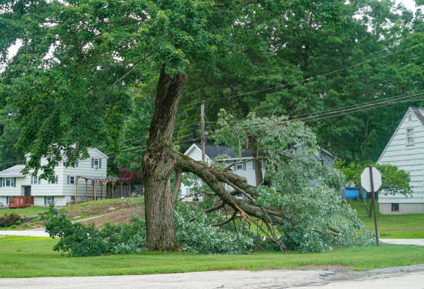 Best Storm Damage Tree Cleanup  in Morgantown, KY