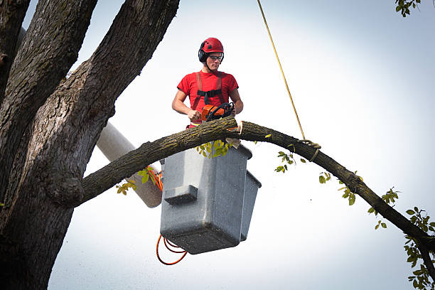 Best Tree Mulching  in Morgantown, KY