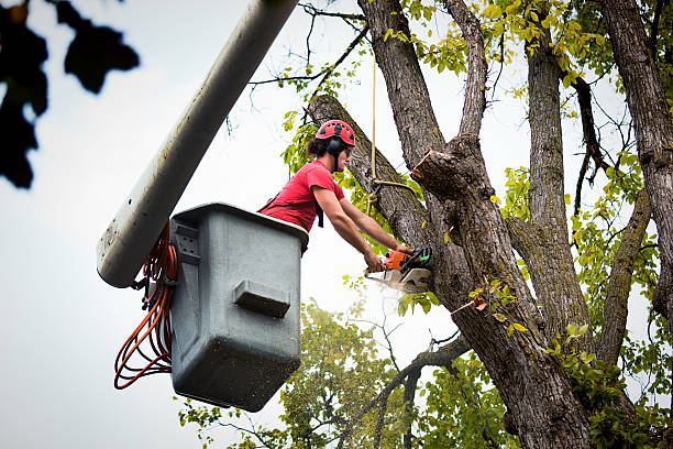 Best Seasonal Cleanup (Spring/Fall)  in Morgantown, KY