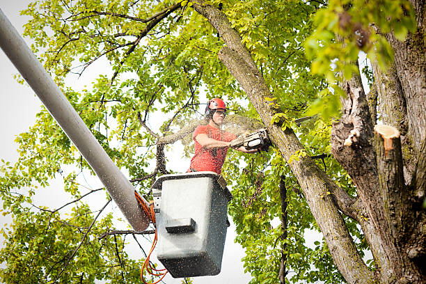 Best Utility Line Clearance  in Morgantown, KY