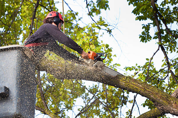 Best Palm Tree Trimming  in Morgantown, KY