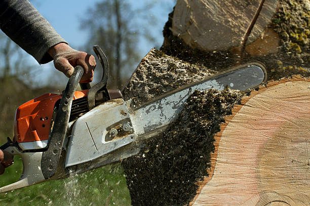 Best Emergency Tree Removal  in Morgantown, KY