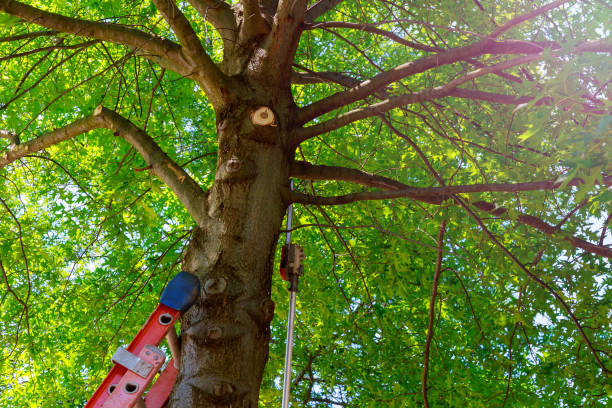 Best Commercial Tree Services  in Morgantown, KY